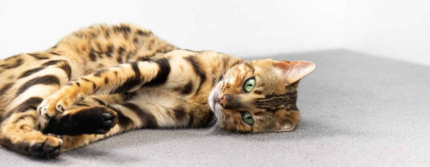 bengal-kitten-with-green-eyes-lying-down-on-the-carpet